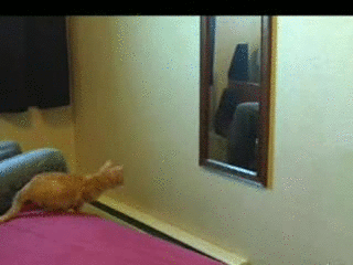 cat Been there, done that...