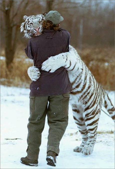 tiger20hug tiger20hug